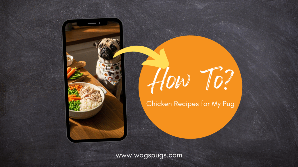 🍗 Chicken Recipes for My Pug: Homemade Love and Care for Your Squishy Bestie