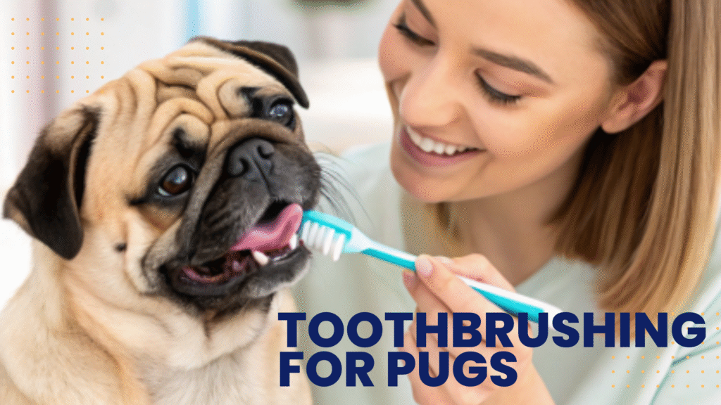 Toothbrushing for Pugs Who Hate It