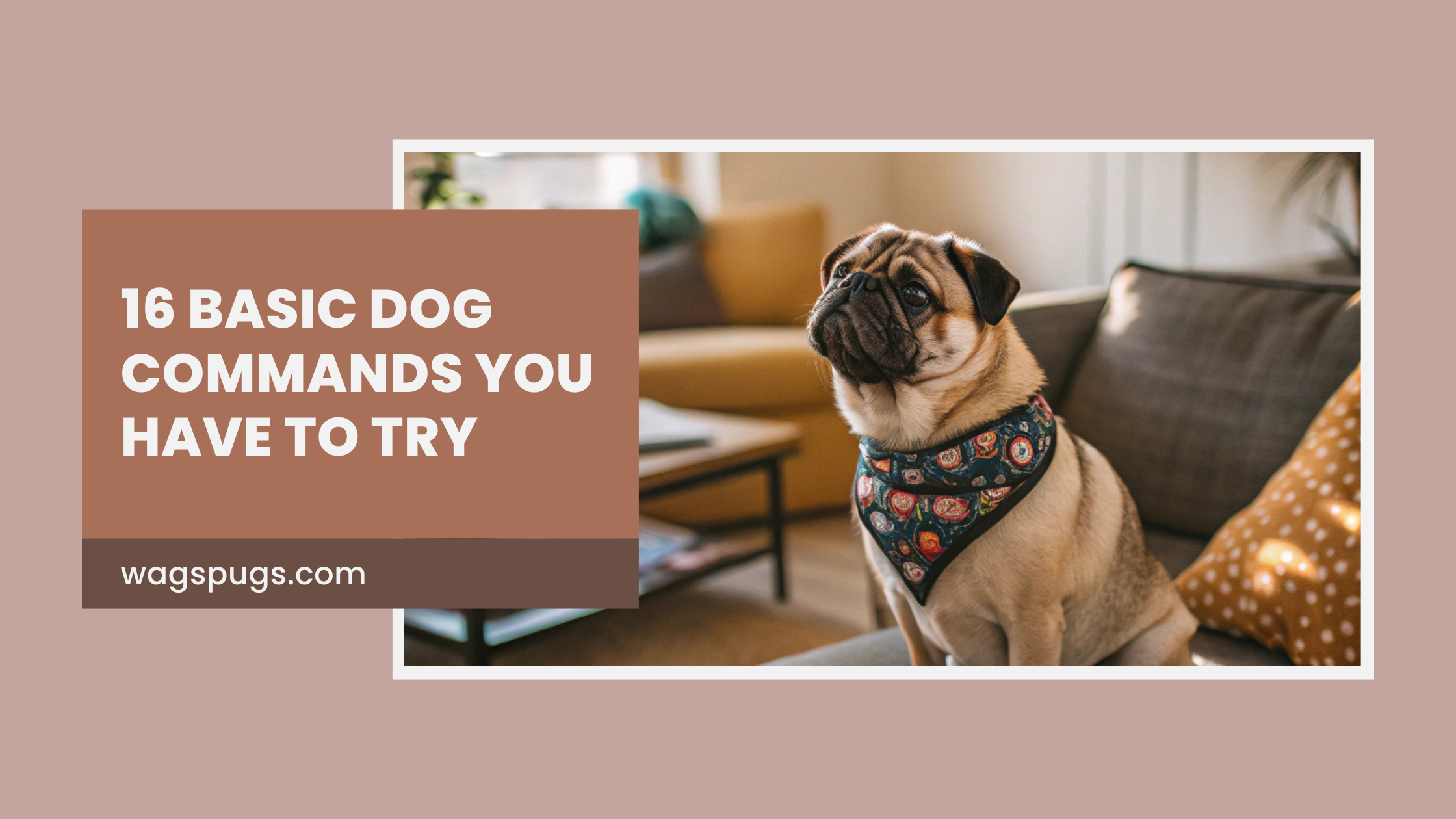 16 Basic Dog Commands You Have to Try