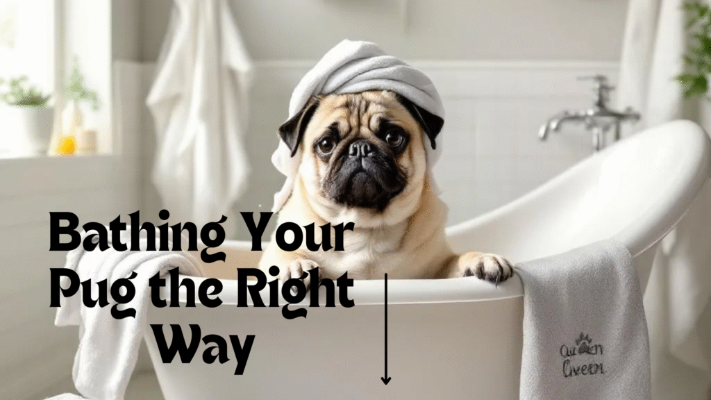 Bathing Your Pug the Right Way: Because That Wrinkly Face Deserves a Spa Day