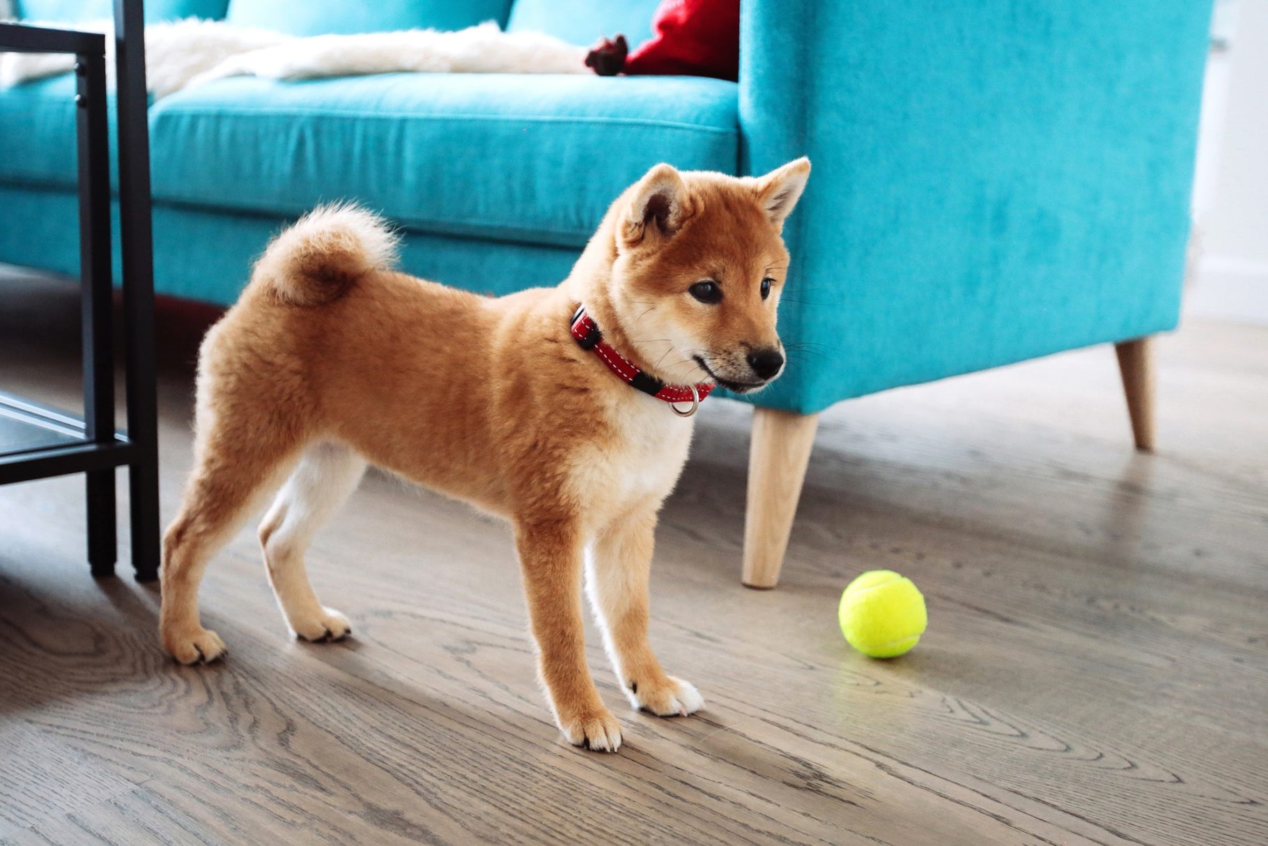 puppy-e1657703009178.jpg