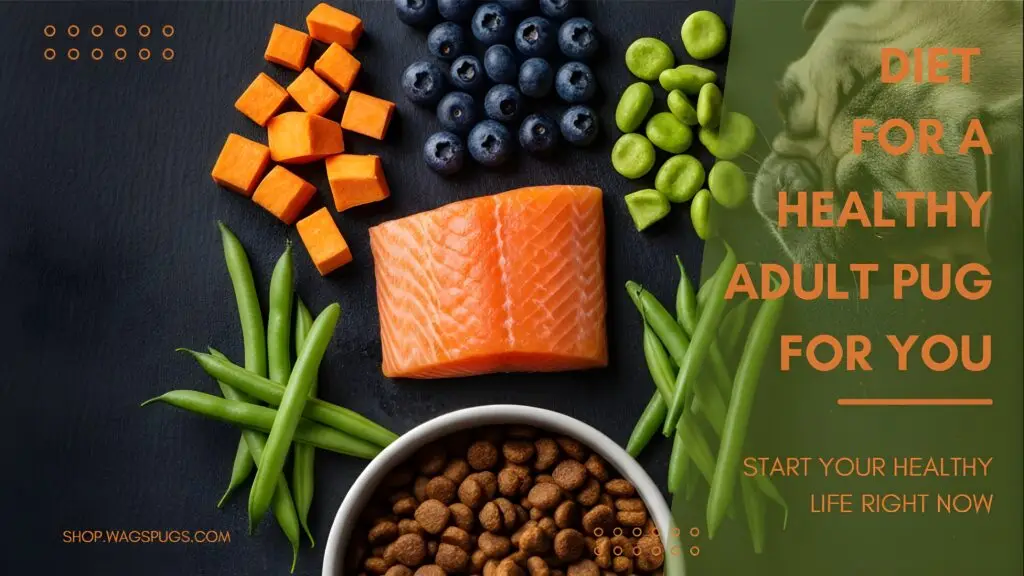 The Best Diet for a Healthy Adult Pug Keeping an adult pug healthy starts with the right diet. These little dogs may look relaxed and silly most of the time, but their bodies need careful attention. Their flat faces, small frames, and strong appetites make them more sensitive to food choices than many other breeds. A good plan for pug nutrition can improve energy levels, reduce health risks, manage weight, and support long-term well-being. This guide will walk you through what an adult pug should eat, how much they should eat, how to pick the right dog food, and how to stay in control of their weight without making feeding time stressful. Pugs love to eat, and that makes this topic even more important. Everything gets easier when their diet is well-balanced and controlled. Their mood improves. Their coat looks shinier. Their breathing becomes smoother. Their weight stays under control. Their joints remain stronger over time. The right diet does more than fill their bowl. It supports their entire life. By the end of this guide, you will understand how to create a healthy diet that fits your pug’s daily needs and keeps them at a stable, healthy weight. "6 Essential Tips for The Best Diet for a Healthy Adult Pug" (Pug Edition)