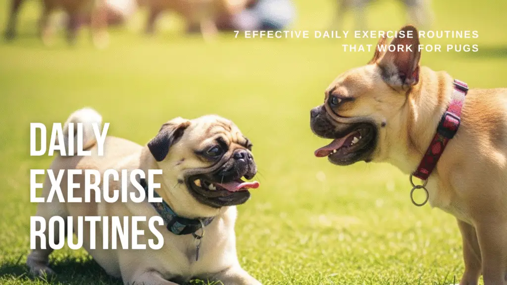 7 Effective Daily Exercise Routines for Pugs That Work 7 Effective Daily Exercise Routines That Work for Pugs Caring for a pug is a lot of fun, but it also comes with a few responsibilities that you cannot ignore. One of the most important parts of pug care is giving them the right amount of daily exercise. This breed has a friendly nature, a charming personality, and a strong desire to stay close to their favorite humans. They enjoy being active, but they also tire quickly, and their flat faces can make heavy exercise unsafe. This is why you need a balanced routine that keeps them fit without stressing their breathing or their joints. When you know what works for a pug and what does not, you can build a simple daily plan that supports their health for years. In this full guide, you will find a clear and practical breakdown of daily routines that help a pug stay fit. You also get advice on timing, intensity, and safety. Everything here is based on how pugs actually behave, how their bodies work, and what owners can realistically manage each day. If you follow these routines, you can help your pug avoid weight gain, improve energy levels, and maintain a healthy lifestyle. Pugs love structure, and they respond well to consistent habits. It does not matter if your pug is a calm adult, an energetic puppy, or a senior that moves a little slower. The routines here can be adapted for any dog as long as you pay attention to their limits. Below, you will find seven reliable routines that fit the way pugs move. You do not need special equipment. All you need is time, patience, and a willingness to stay consistent. Before you begin, remember that you should always keep an eye on their breathing, their level of effort, and the temperature outdoors. If something feels too intense, slow it down. With pugs, safety always comes first.